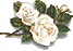 roses2.gif (3099 bytes)