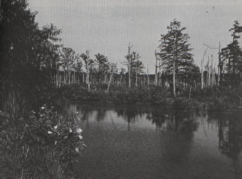 mingo_swamps.jpg (17368 bytes)